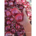 New High Quality Fresh Onion Wholesale Price